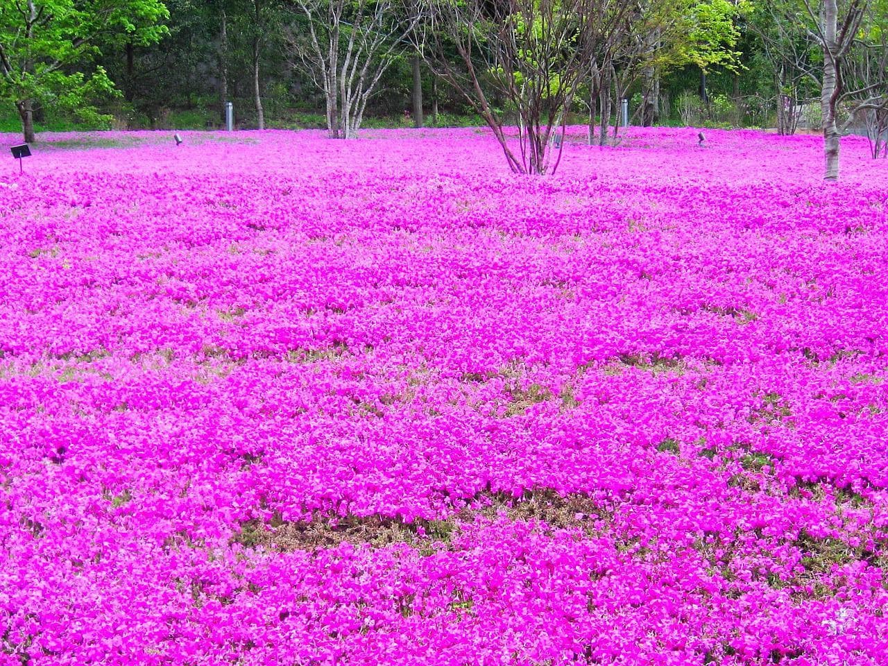 moss-phlox-gcccd7a8a4_1280.jpg
