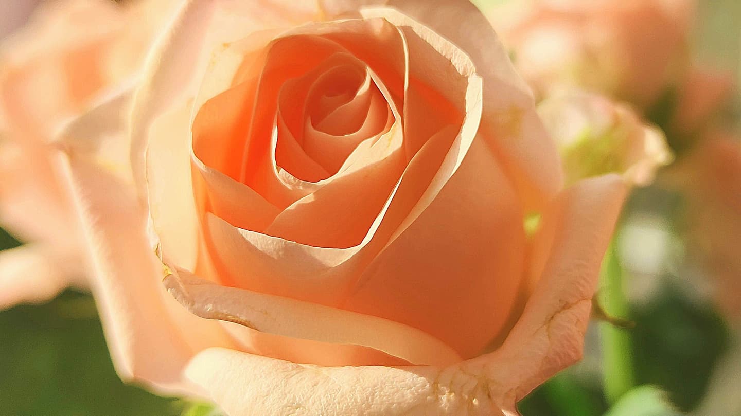 花を愛でる貸切バス旅行イメージ