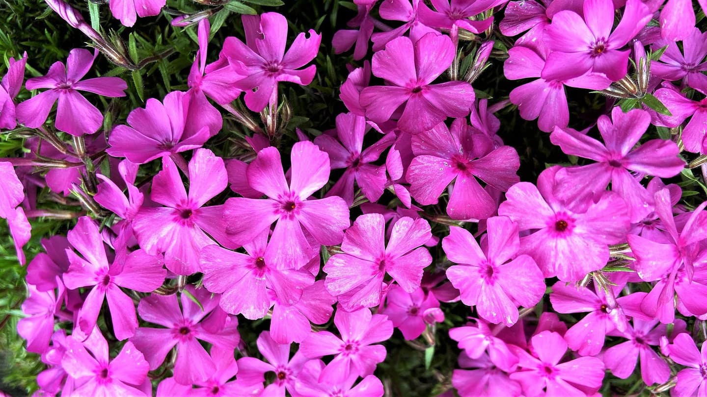 茶臼山高原の芝桜は貸切バス旅行で
