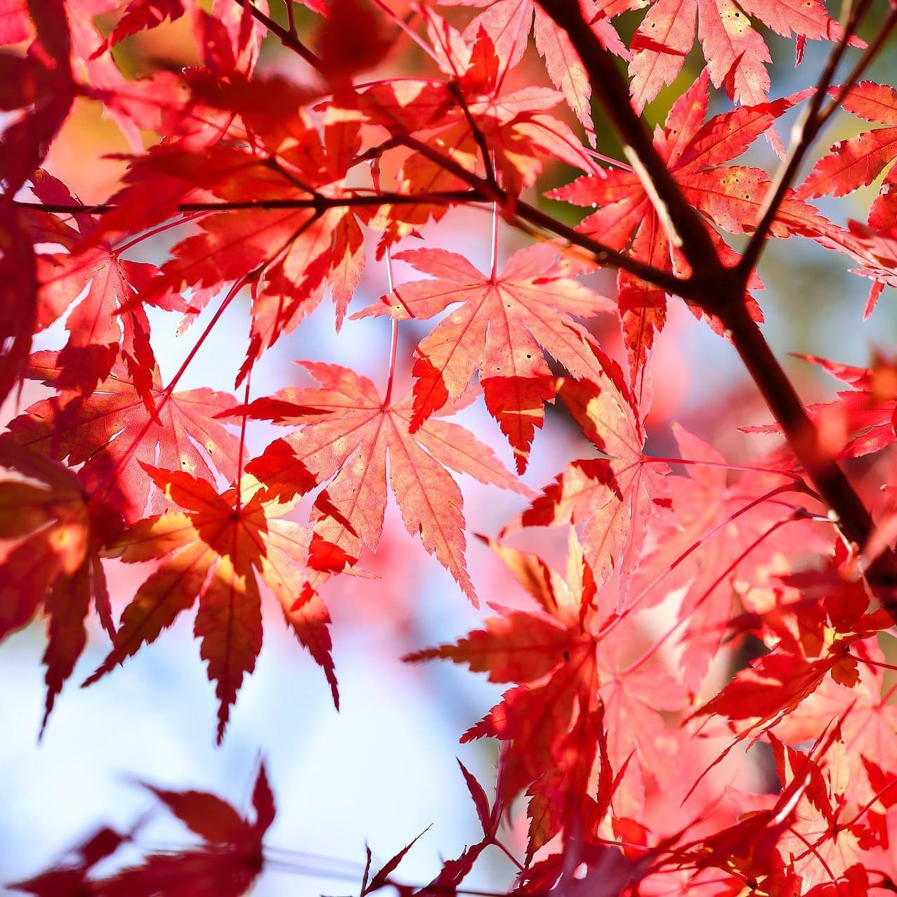 大幸ツアー紅葉狩り