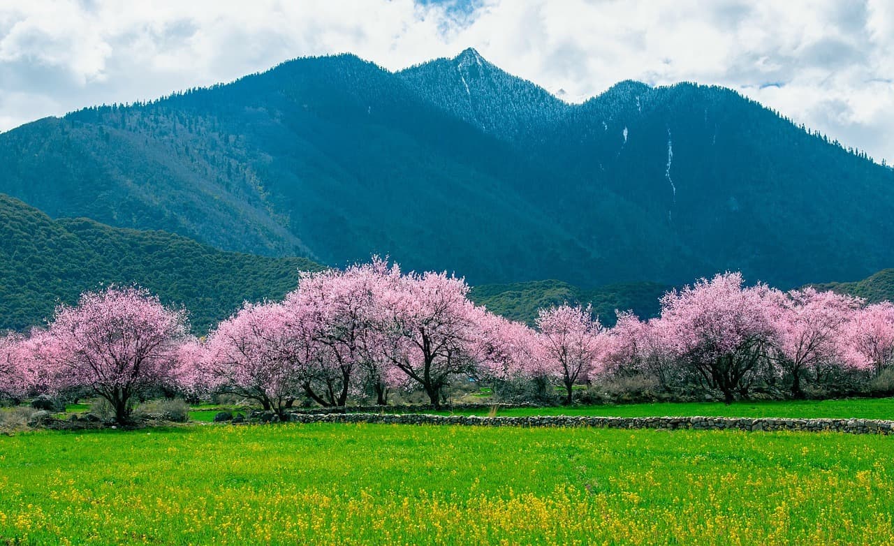 peach-blossoms-ge2d117113_1280.jpg
