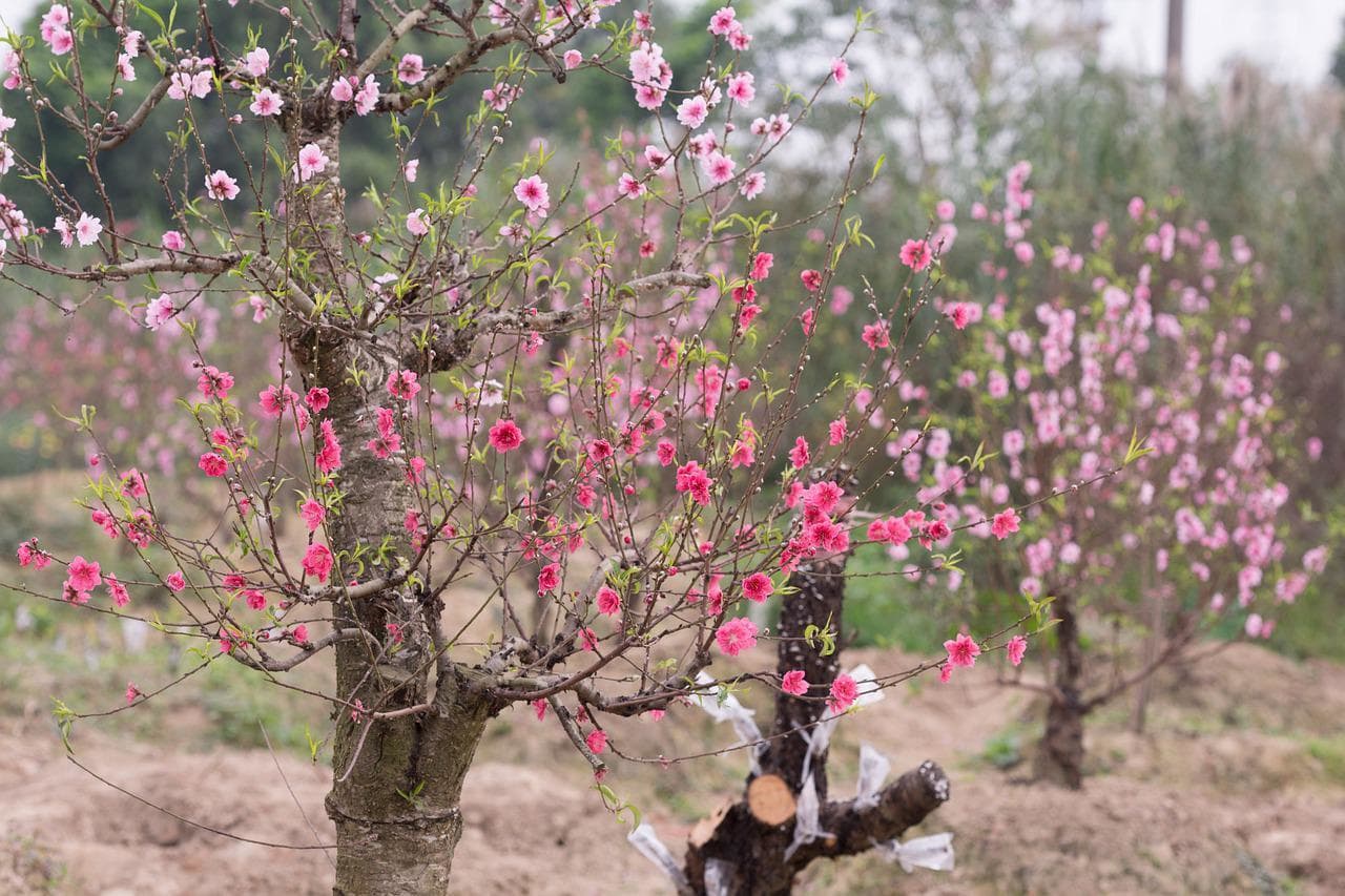 peach-gf1e9f390b_1280.jpg