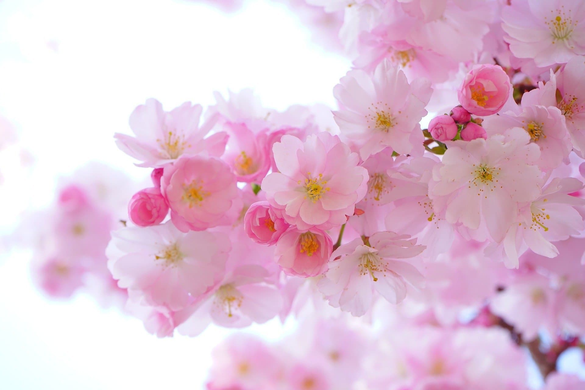 pink-g948bff7a9_1920_20220803150016134.jpg