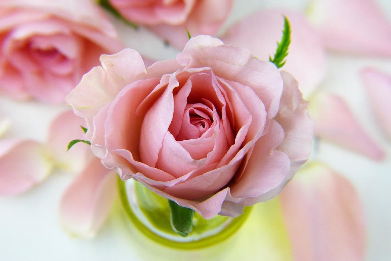 rose-gd34b40235_1280.jpg