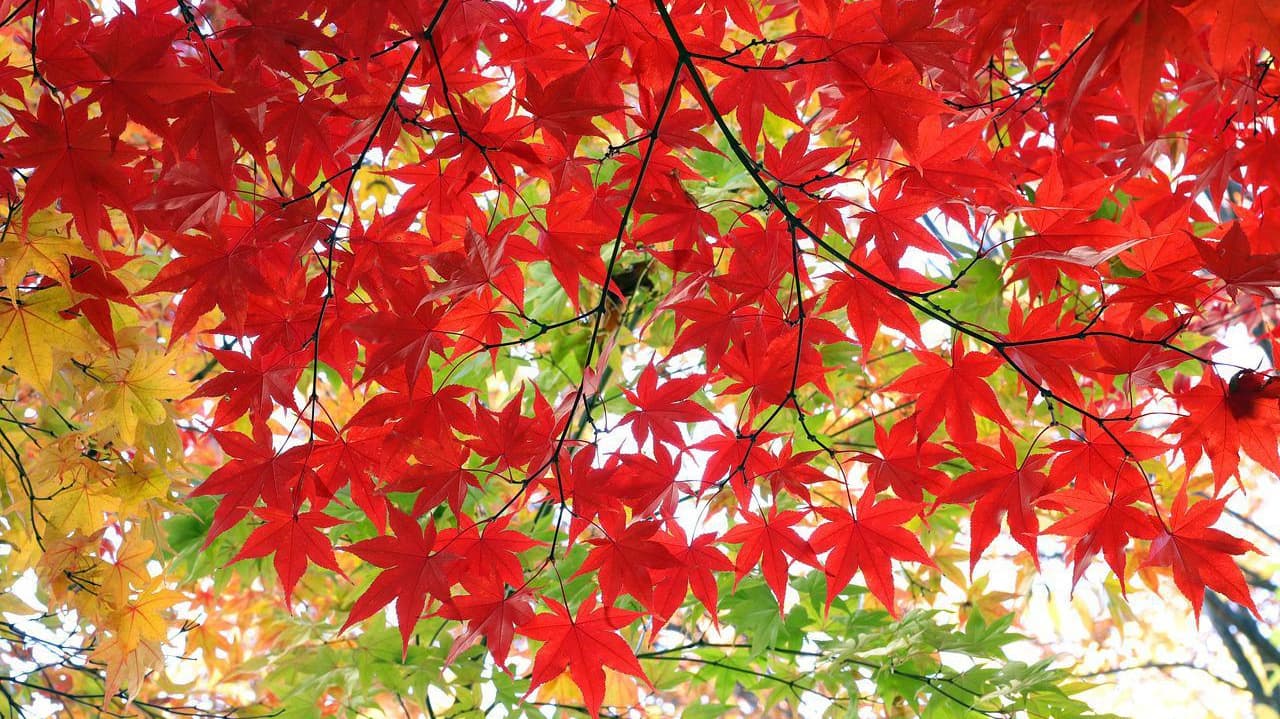 紅葉狩り貸切バス旅行