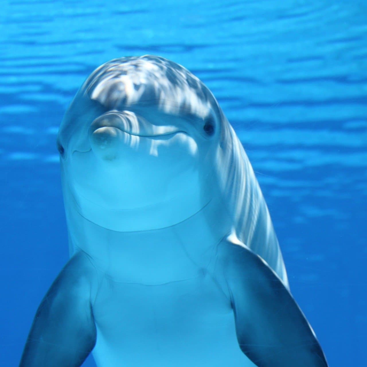 貸切バス旅行で水族館へ行く